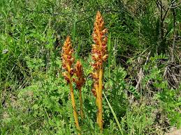 Image result for Orobanchaceae