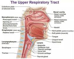 It runs a number of processes that provide the moisturizing, cleaning and heating of inhaled air. Upper Respiratory Airways Physiopedia