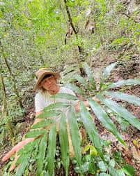 Image result for Stangeriaceae