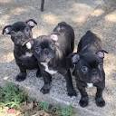 French Bulldog Rescue and Adoption US and Canada