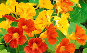 Check spelling or type a new query. Did You Know There Are Edible Flowers