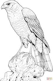 Maybe you would like to learn more about one of these? Perched Hawk Coloring Page Free Printable Coloring Pages Animal Coloring Pages Bird Drawings Eagle Drawing
