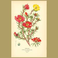 Image result for Portulaca centrali-africana