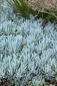 Image result for Senecio greenwayi