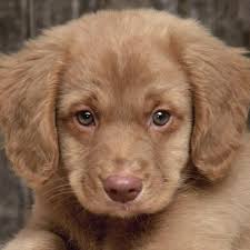 Puppies golden retriever chocolate lab mix. Chestnut Brown Golden Retriever Puppy Novocom Top