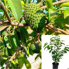 Image result for Annona muricata