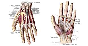 Image result for Hand Anatomy