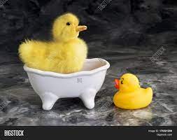 Illustration of a dog inside a pail full of bubbles on a white background. Cute Baby Duck Bath Image Photo Free Trial Bigstock