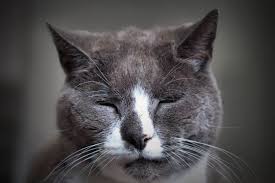 As more cats are living longer, owners and vets get more cat dementia, officially known as feline cognitive dysfunction, refers to a gradual decline in. Feline Dementia When To Euthanize Your Cat Cloud 9 Vets