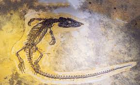 80-Million-Year-Old Predator Found In Egypt Rewrites Ancient Evolution Story