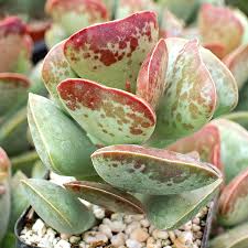 Image result for Tinnea eriocalyx