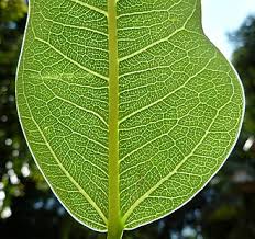 Image result for Ficus persicifolia