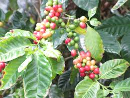 Image result for Coffea mufindiensis