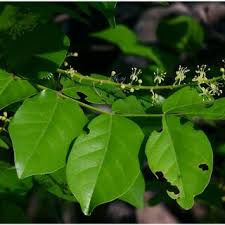 Image result for Sonchus schweinfurthii