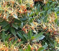 Image result for Strophanthus speciosus
