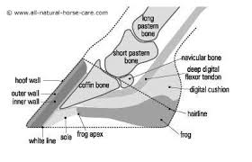 It protects vital organs, provides framework, and supports soft parts of the body. Photos Of The Coffin Bone