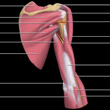 Infraspinatus and teres minor tendon. Supraspinatus Muscle An Overview Sciencedirect Topics