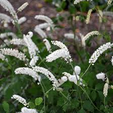 Image result for Bambekea racemosa