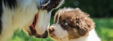 Check spelling or type a new query. Top Rated Local Veterinarians Plymouth Veterinary Hospital Inc
