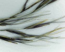 Image result for Aristida