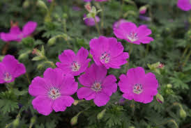 Image result for Geranium sanguineum Max Frei
