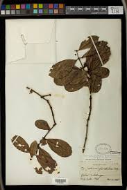 Image result for Landolphia foretiana