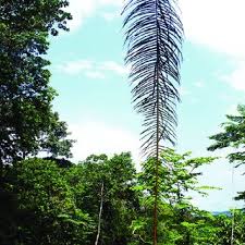 Image result for Uvariastrum germainii