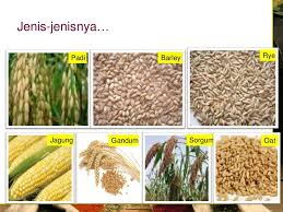 Jenis serealia kacang kacangan dan umbi ciri ciri fisik. Pengolahan Bahan Pangan Serealia Umbi Dan Kacang Kacangan Menjadi Makanan Atau Minuman Nengrostikawati