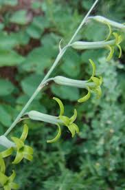 Image result for Dipcadi marlothii