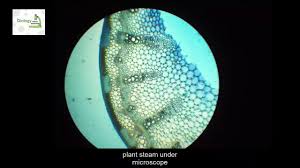 Plant stem cell under microscope labeled. Plant Stem Under Microscope Youtube