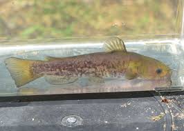 Image result for Agelanthus sp. aff. A. brunneus