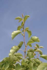 Jetzt mehr über die galaxy buds erfahren. Pear Tree Doesn T Bloom Reasons Why My Pear Tree Is Not Blooming