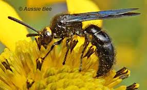 He is black,with what looks like an ant or wasp body and a wasp tail.he has no wings,and can use his tail like a scorpians tail. Wasp Photos And Id