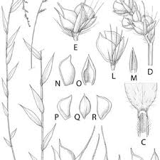 Image result for Brachychloa schiemanniana