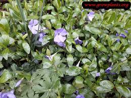 Vinca minor plants—also known as periwinkle flowers or creeping myrtles—are beautiful, purple flowering plants that can provide great ground cover for your yard with a minimal amount of. Vinca Minor How To Grow Care