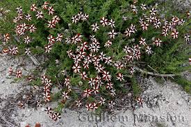 Image result for Jamesbrittenia huillana