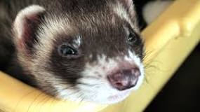 Caring for your ferret | Training and feeding | Blue Cross