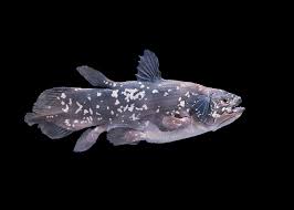 Image result for Coelachne africana