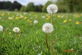 Pin By Chutima Westwood On Flower Flowers Plants Dandelion