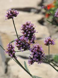 Image result for Verbena × teasii