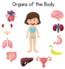 For internal organs, see brain, heart, lung, stomach, kidney, intestines, liver, pancreas, and gland. Download Organs Of The Body Vector Art Choose From Over A Million Free Vectors Clipart Graphics Vector Art Images Design Body Organs Human Body Organs Body