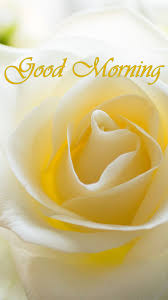 High quality good morning flowers hd wallpaper. High Quality Good Morning 1080x1920 Wallpaper Teahub Io