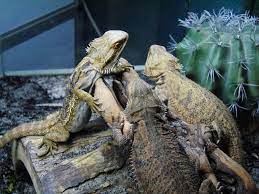 We're not just another pet supplier. Seascape Aquarium Pet Center Must See Sarasota