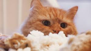 Your cat can eat some human foods in moderation and as a small treat to their regular diet. Can Cats Eat Rice Is Rice Safe For Cats Cattime