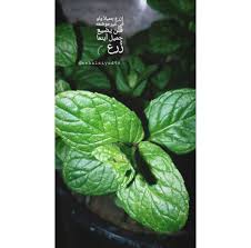 إزرع جميلا ولو في غير موضعه Plant Leaves Plants Pics