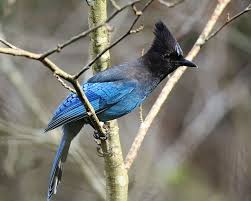 Birds Of Western Washington Identification Steller S Jay I Love This Bird Very Loud Though My Daughter Lives In Washington State These Are Q North American Wildlife Bird Identification Birds