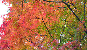 紅葉の不思議 赤や黄色になるのはなぜ Lovegreen ラブグリーン