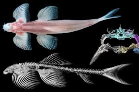 Ikan di laut yang bermimpi adalah tanda buruk. Peneliti Identifikasi 11 Spesies Ikan Bisa Berjalan Di Darat Halaman All Kompas Com