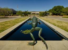 Image result for Astropanax abyssinicus