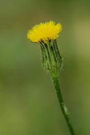 Image result for Hyparrhenia poecilotricha